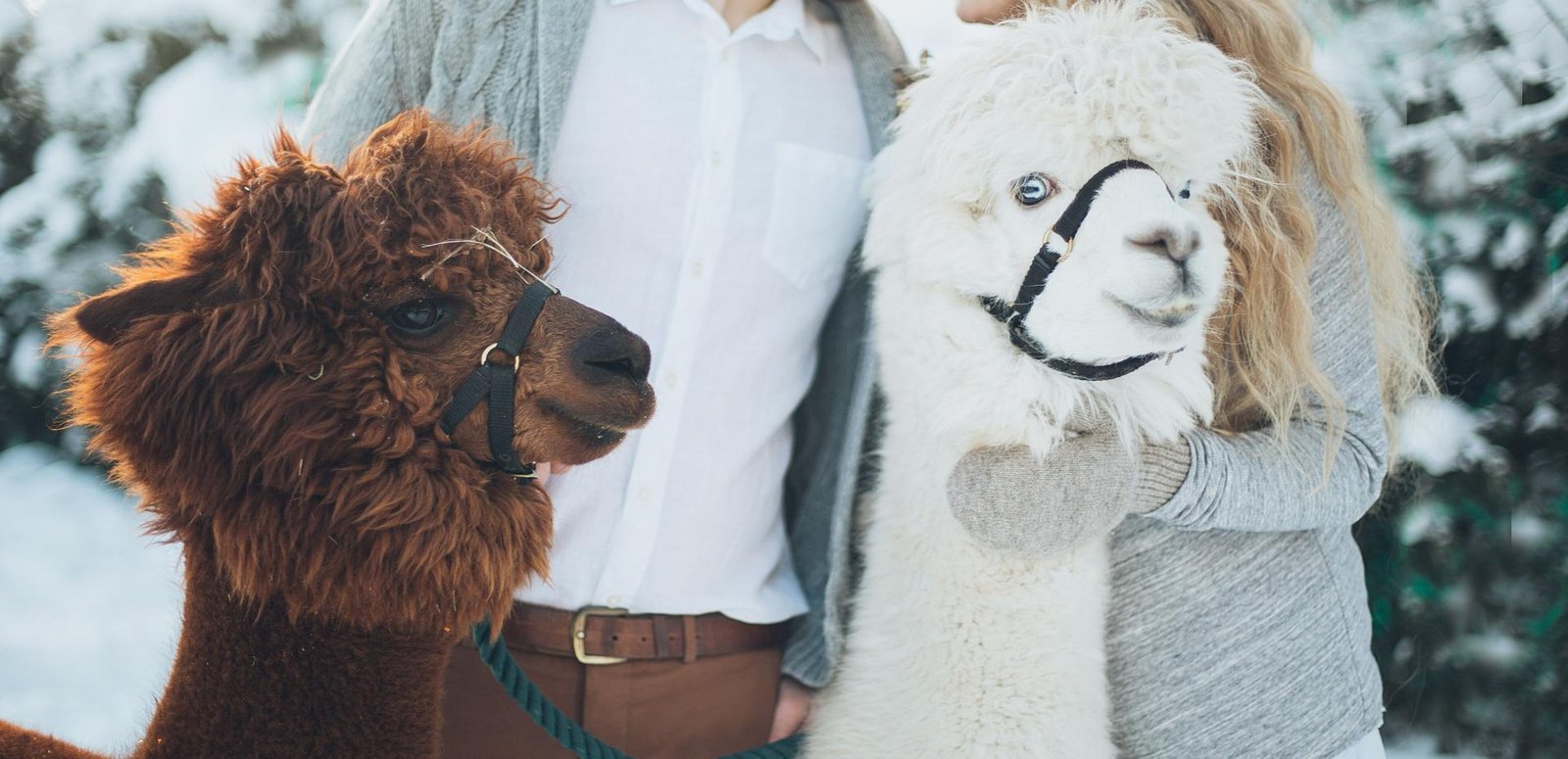 Alpaca Scarves